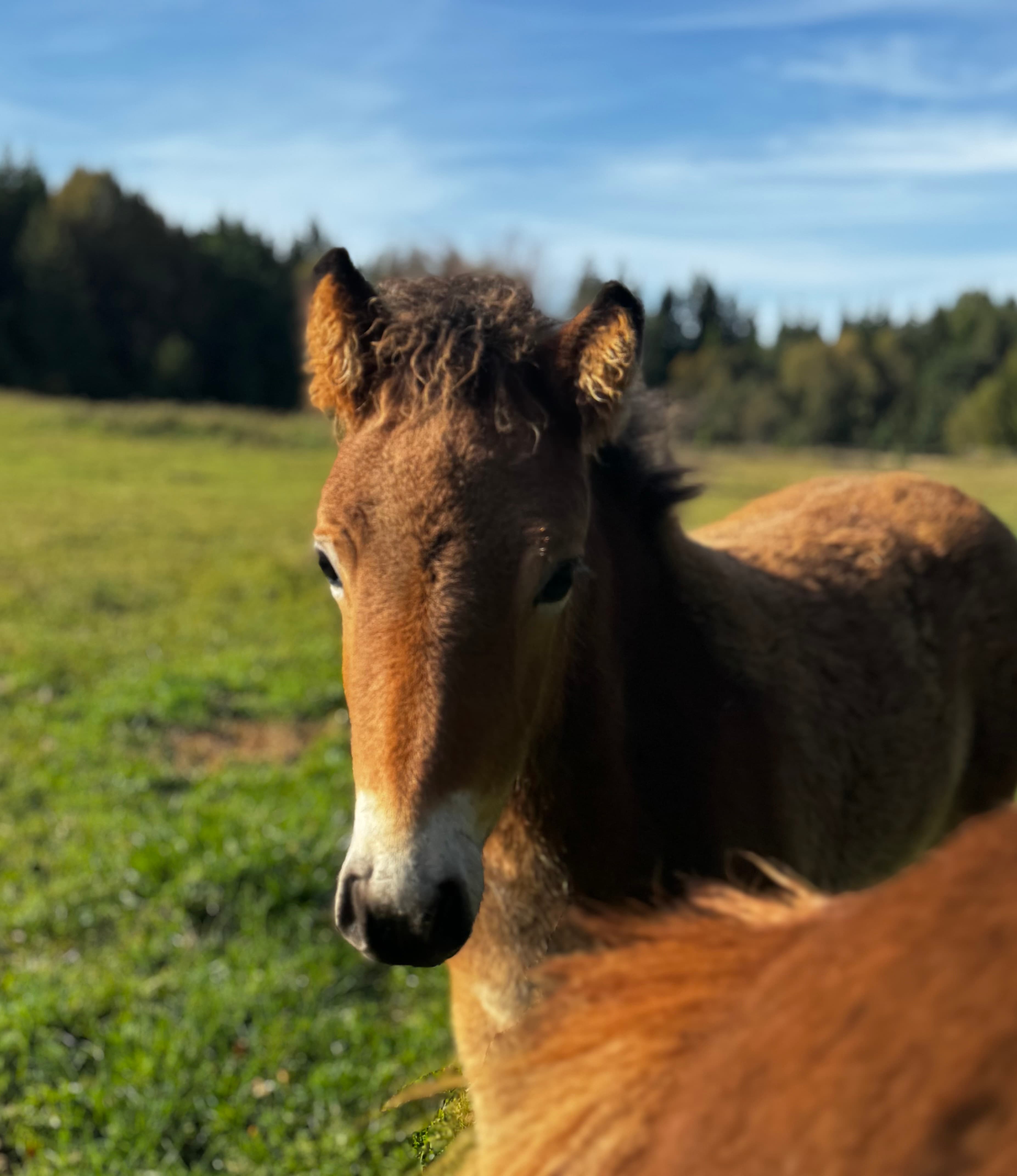 Riktigt trevligt årsföl