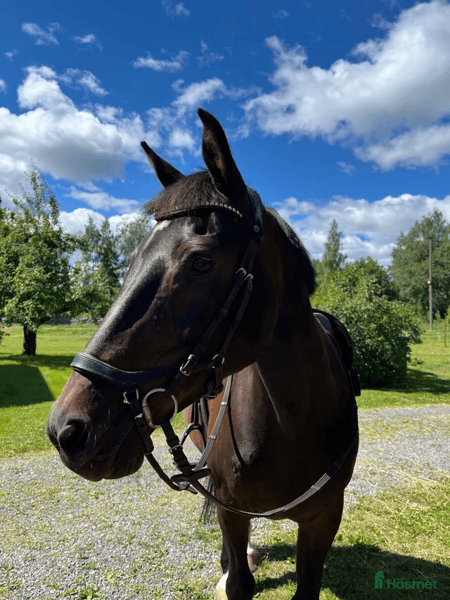 Trevlig bästavän 