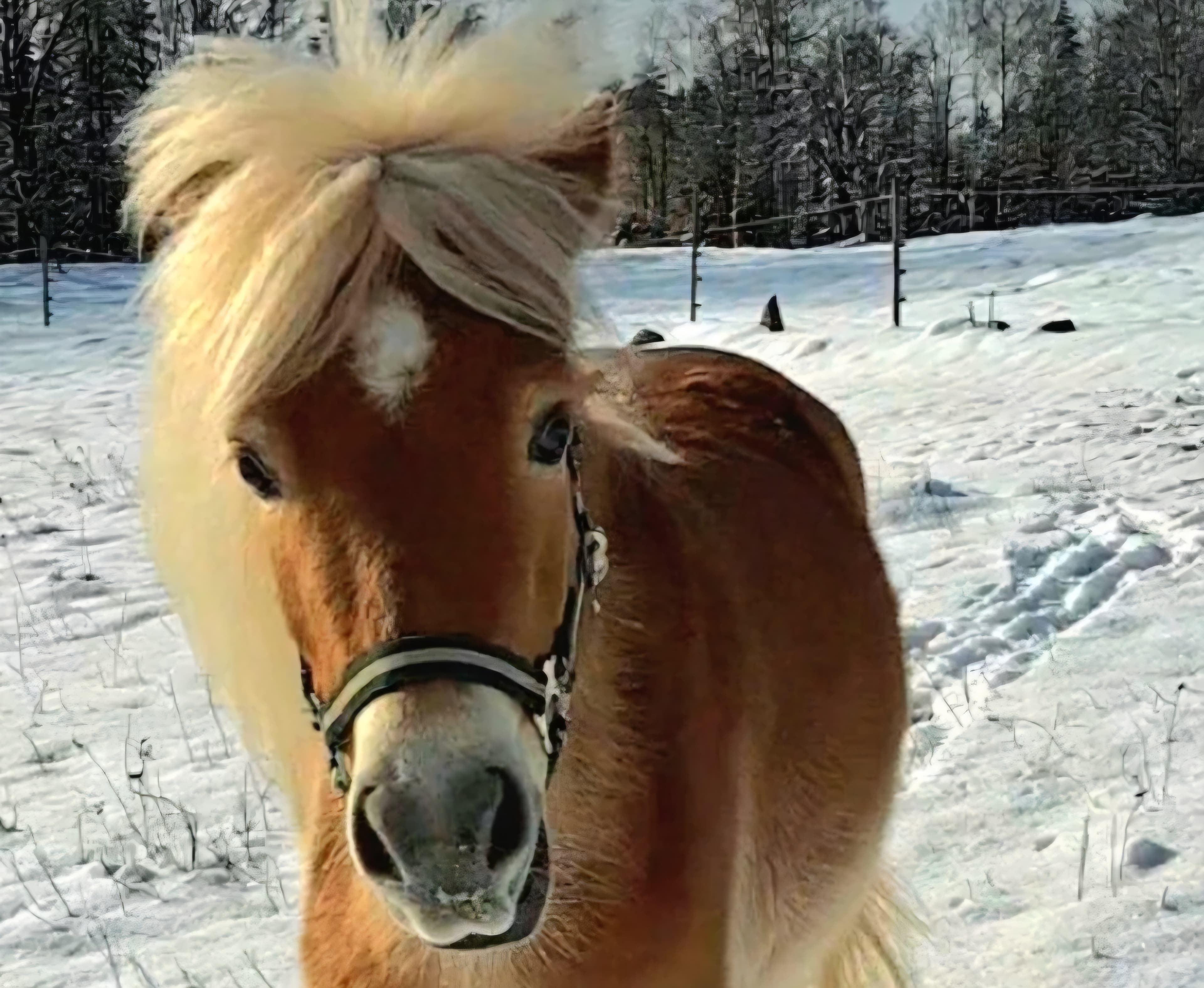 Litet fint roligt russ sto!