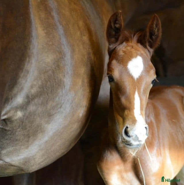 Snygg Swb hingst 
