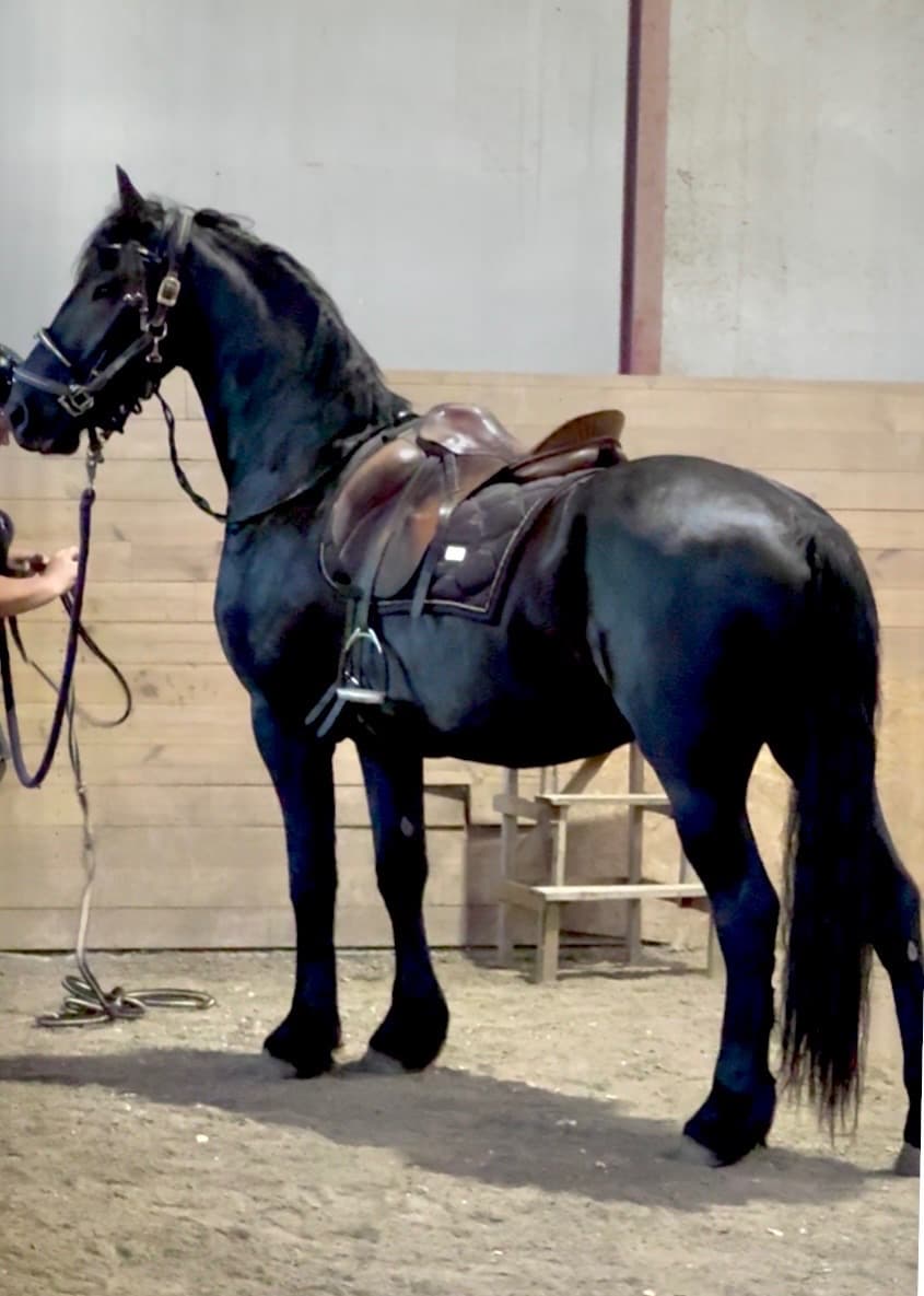 Elegant frieservalack med stor potential och fin härstamning