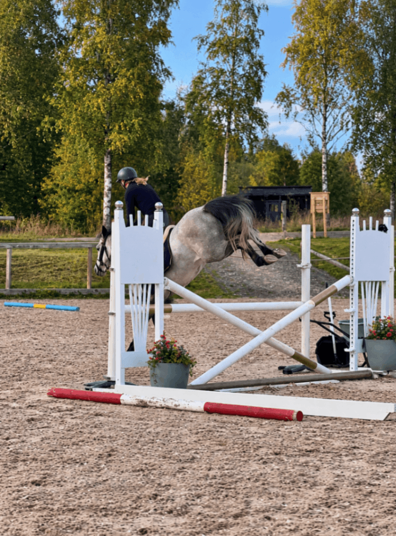 5-årig D-ponny med mycket potential!🌟