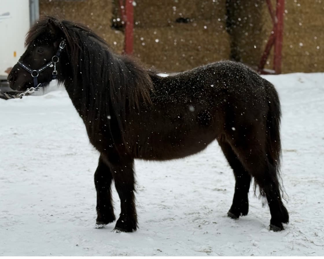 Shetlandsponny sto 3 år