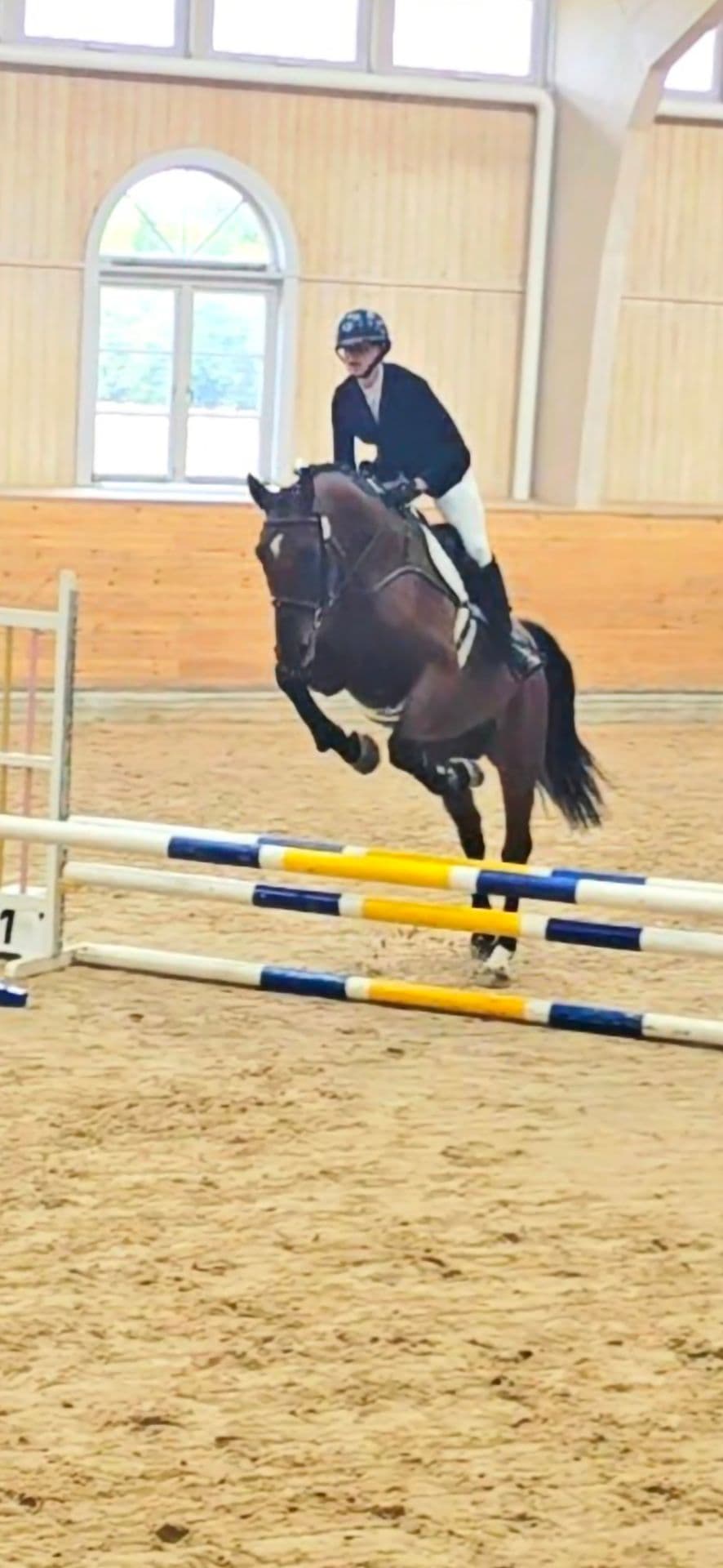 Lovande SWB-hopphäst med klass 1 på ridhästtestet