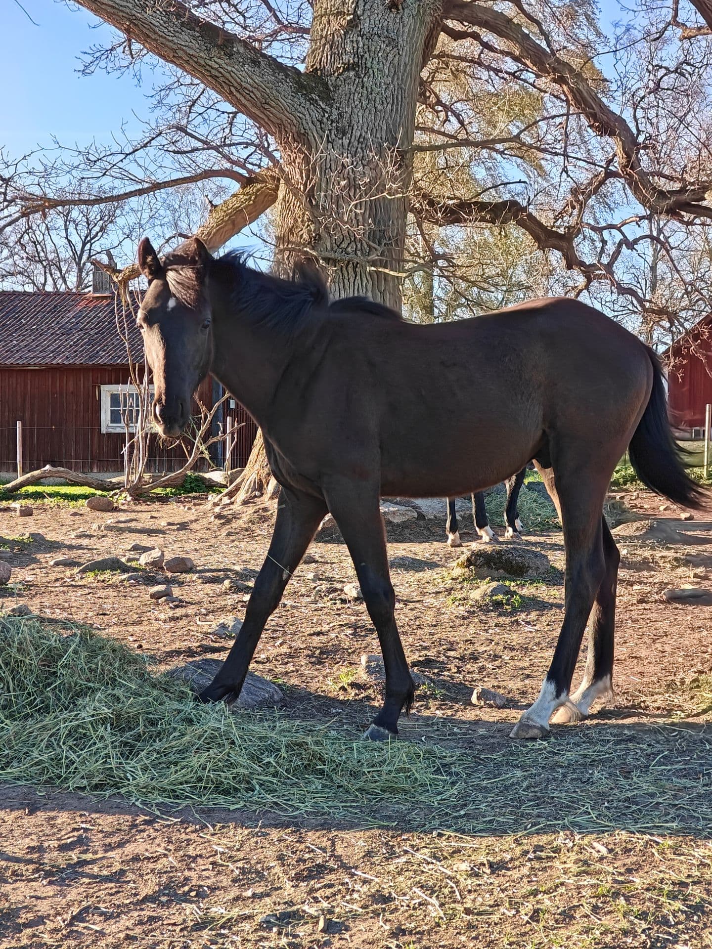 Vacker hingst med lovande stam