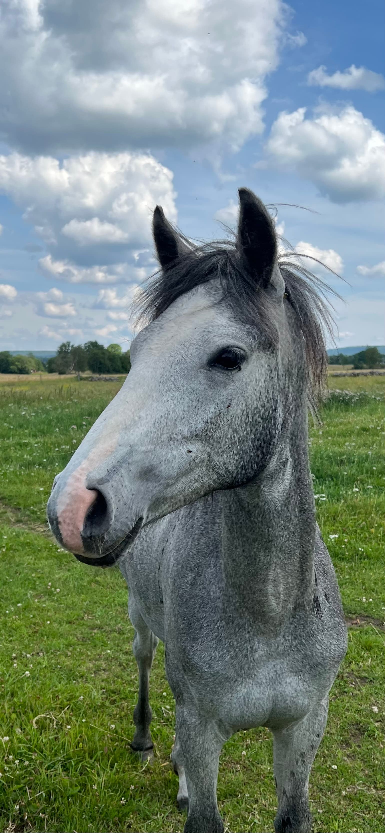 MB’s Gentle Livia 