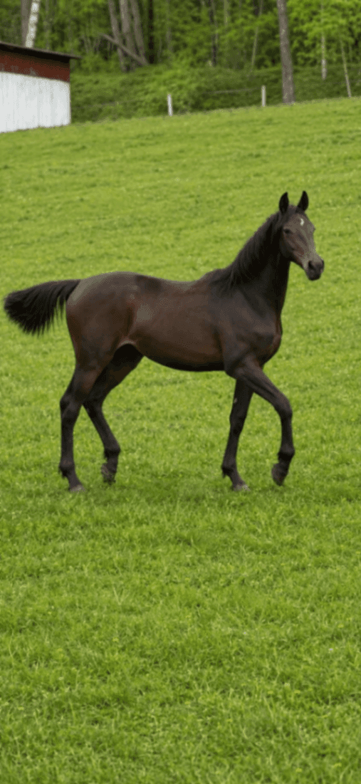Londrina född-25 