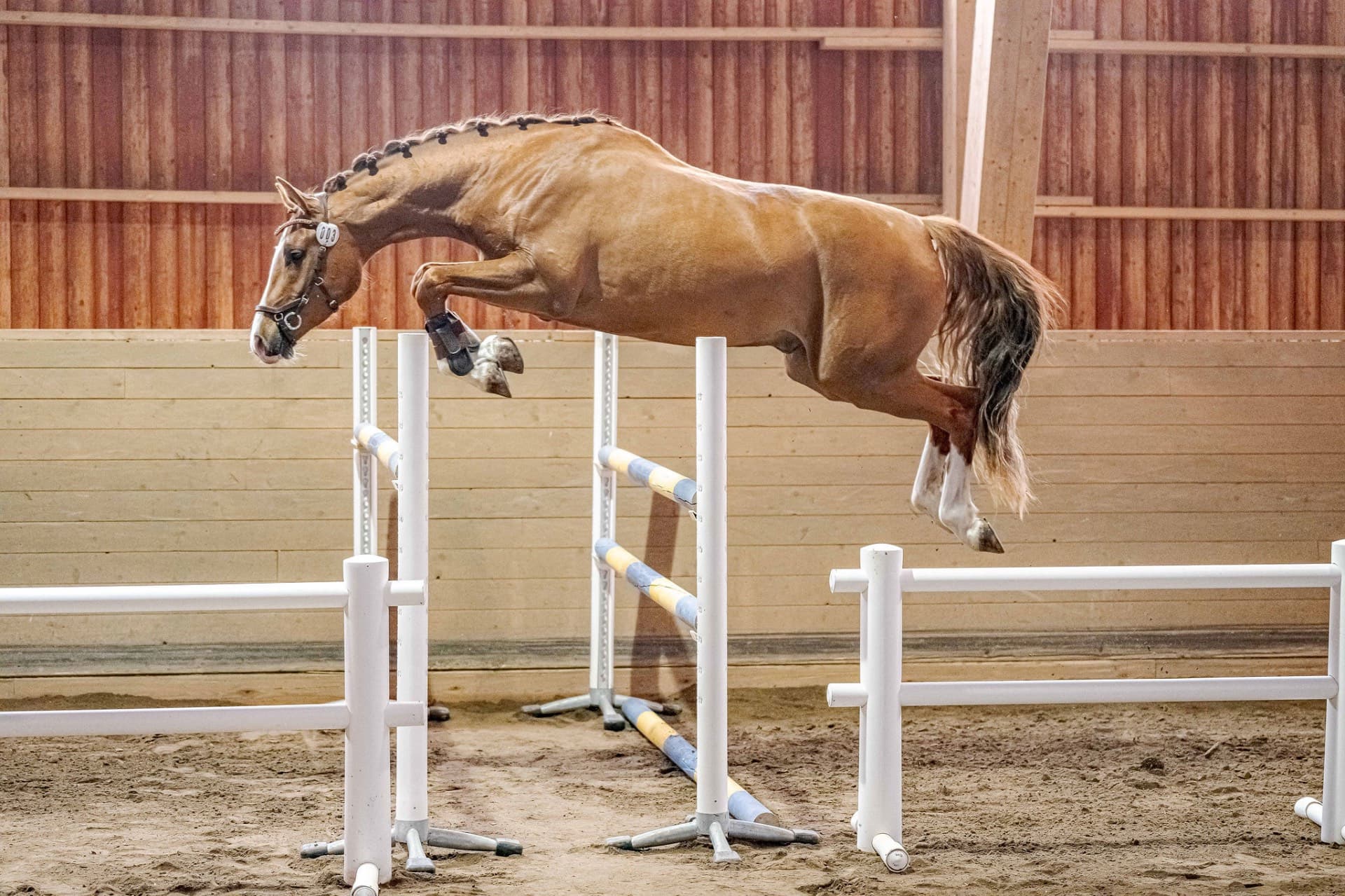 SWB valack 3 år - Try Me-K van Kattenheye x Cassini ll