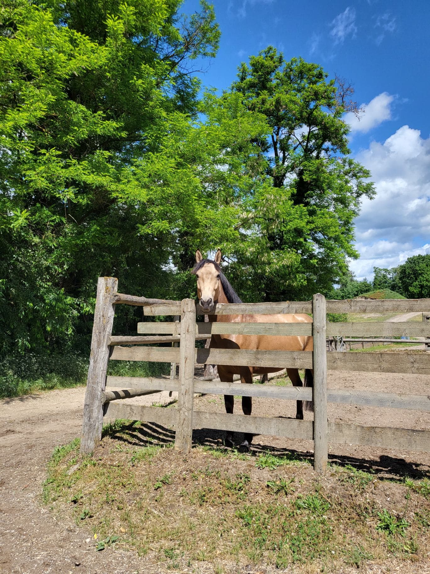 Super versatile Spanish horse