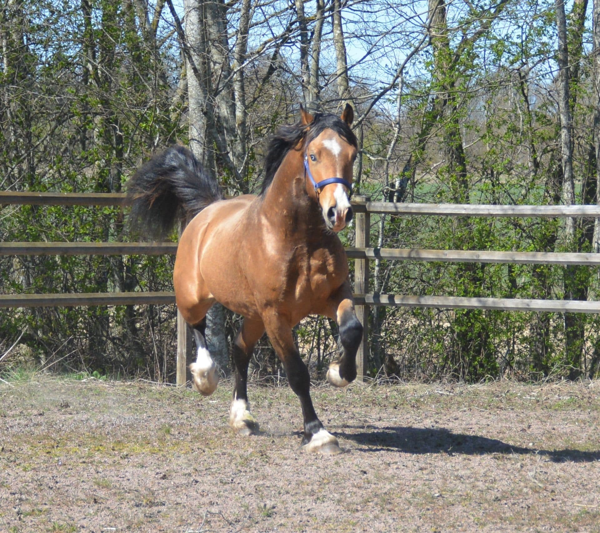 Magiskt vacker stor Welsh cob