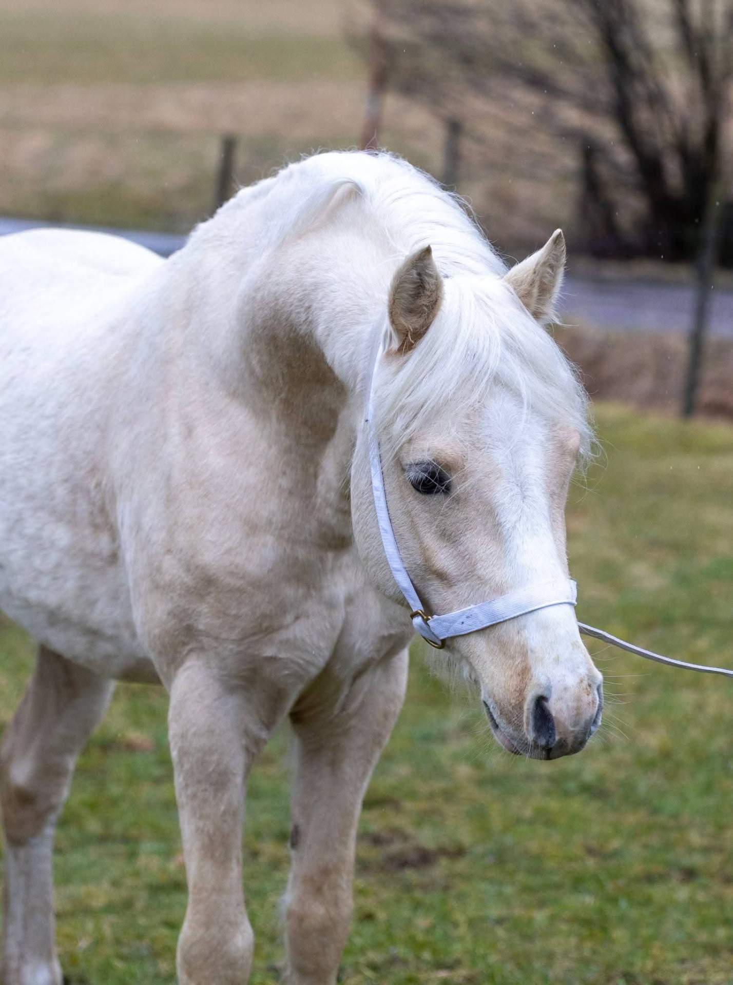 Lovande Ridponny med framtiden för sig!