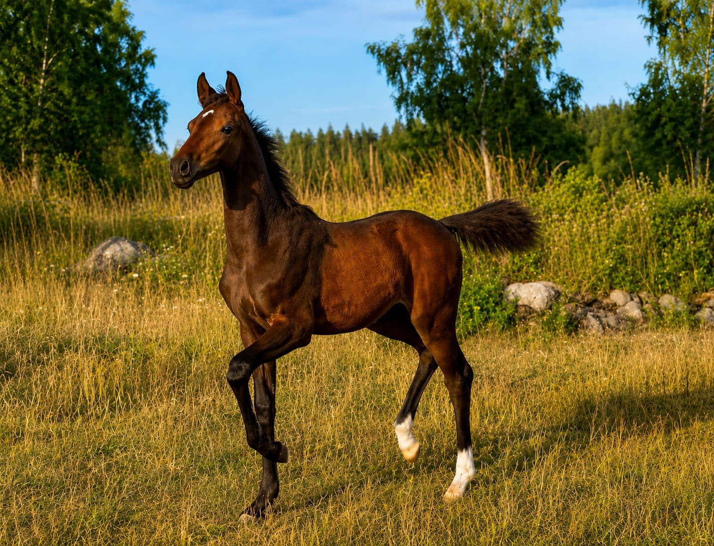 ✨ Viserion W – lovande hingstföl med stark dressyrstam ✨