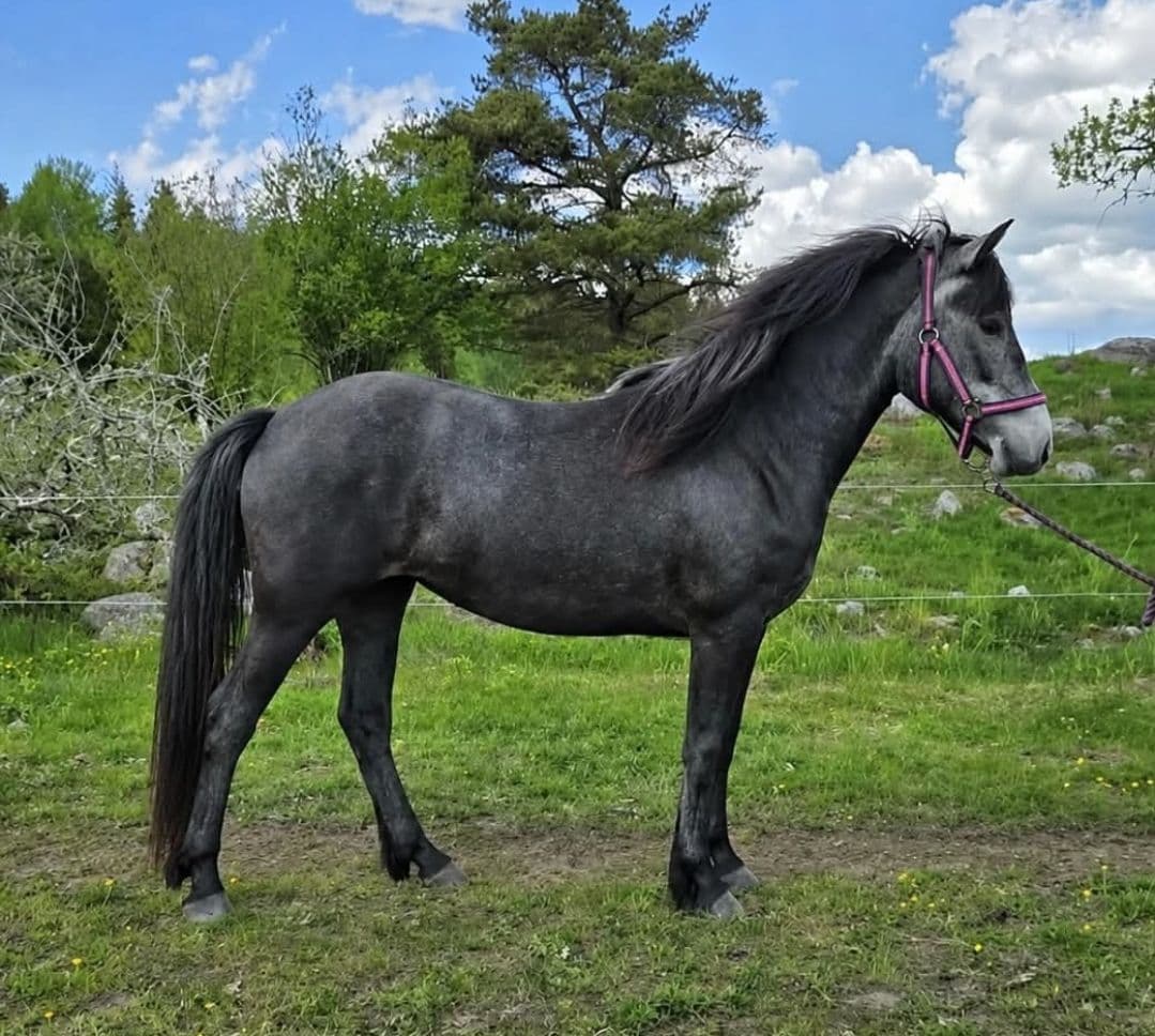 Connemarasto född 2024