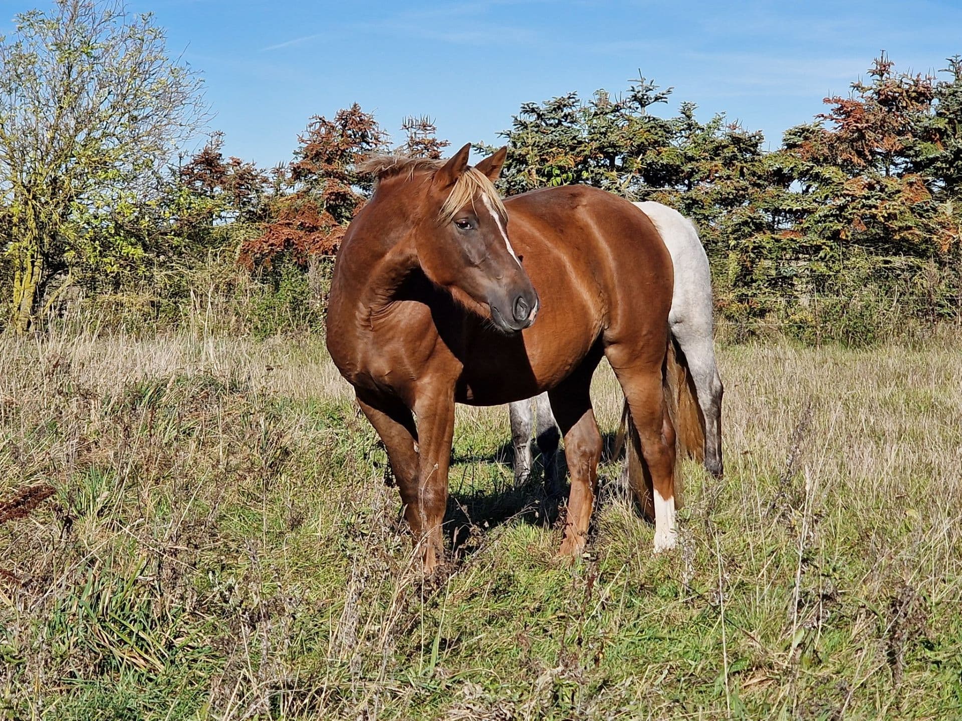 4 year old chestnut wellmoving mare
