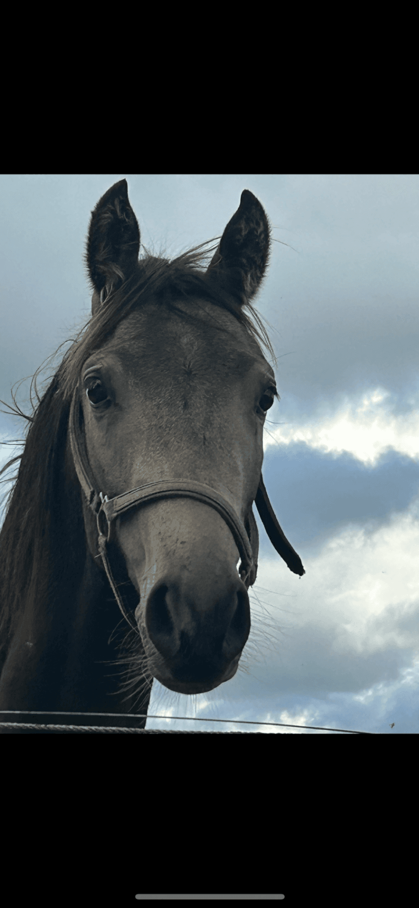 Lovande 3-årshingst Welsh Partbred till salu 