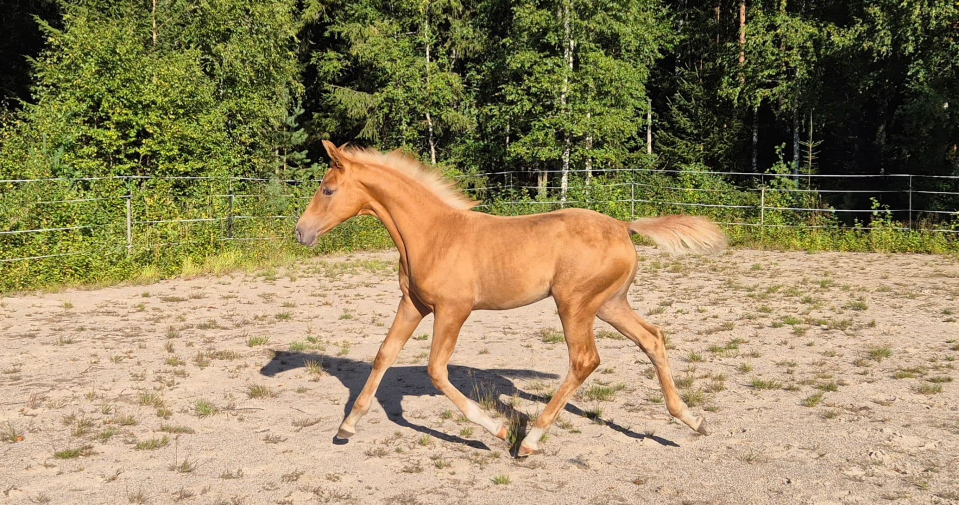 Lovande dressyrhäst