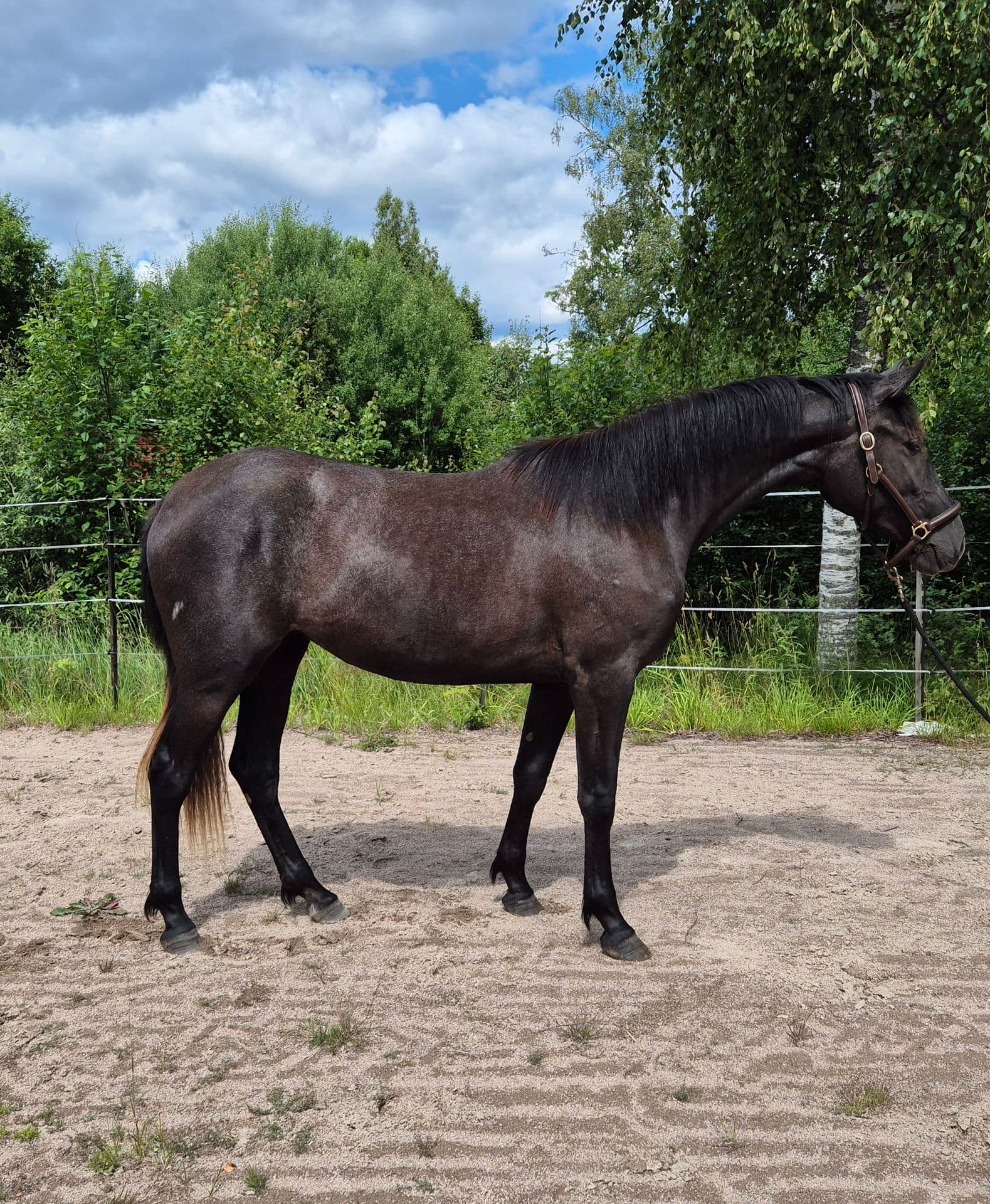 För dig som vill forma din egna ridhäst