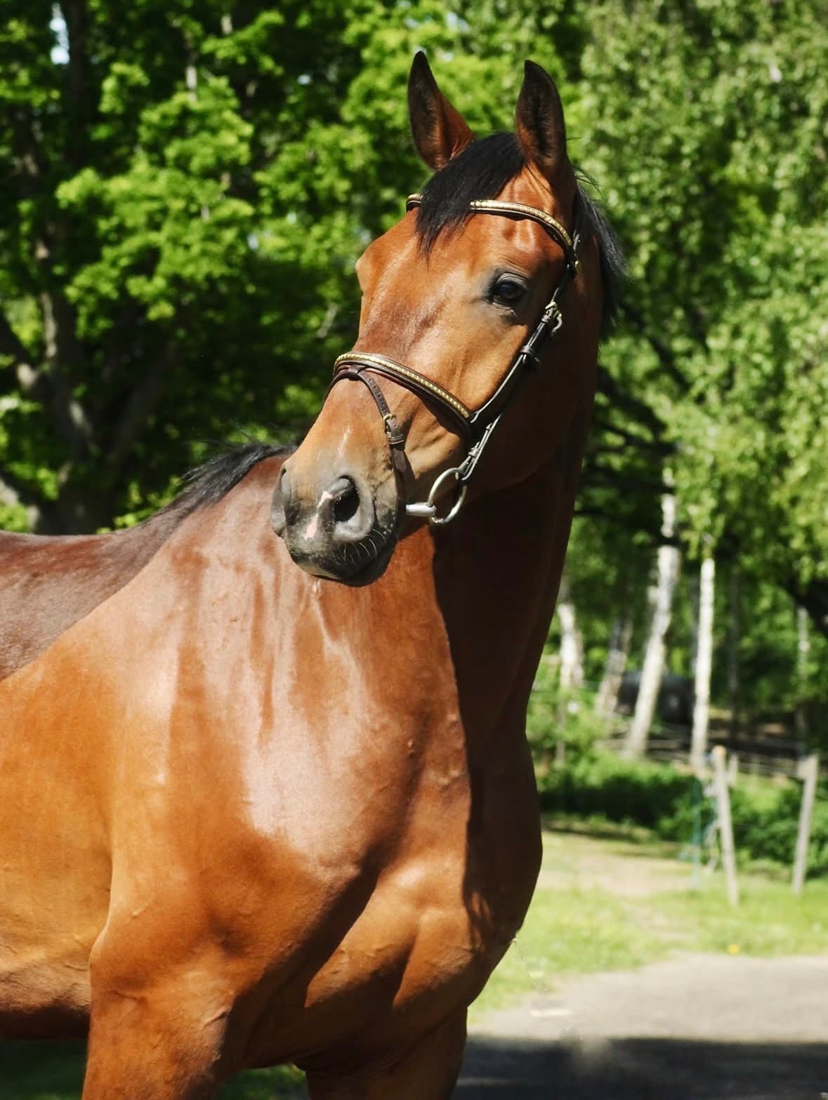 Fynda trevlig valack 
