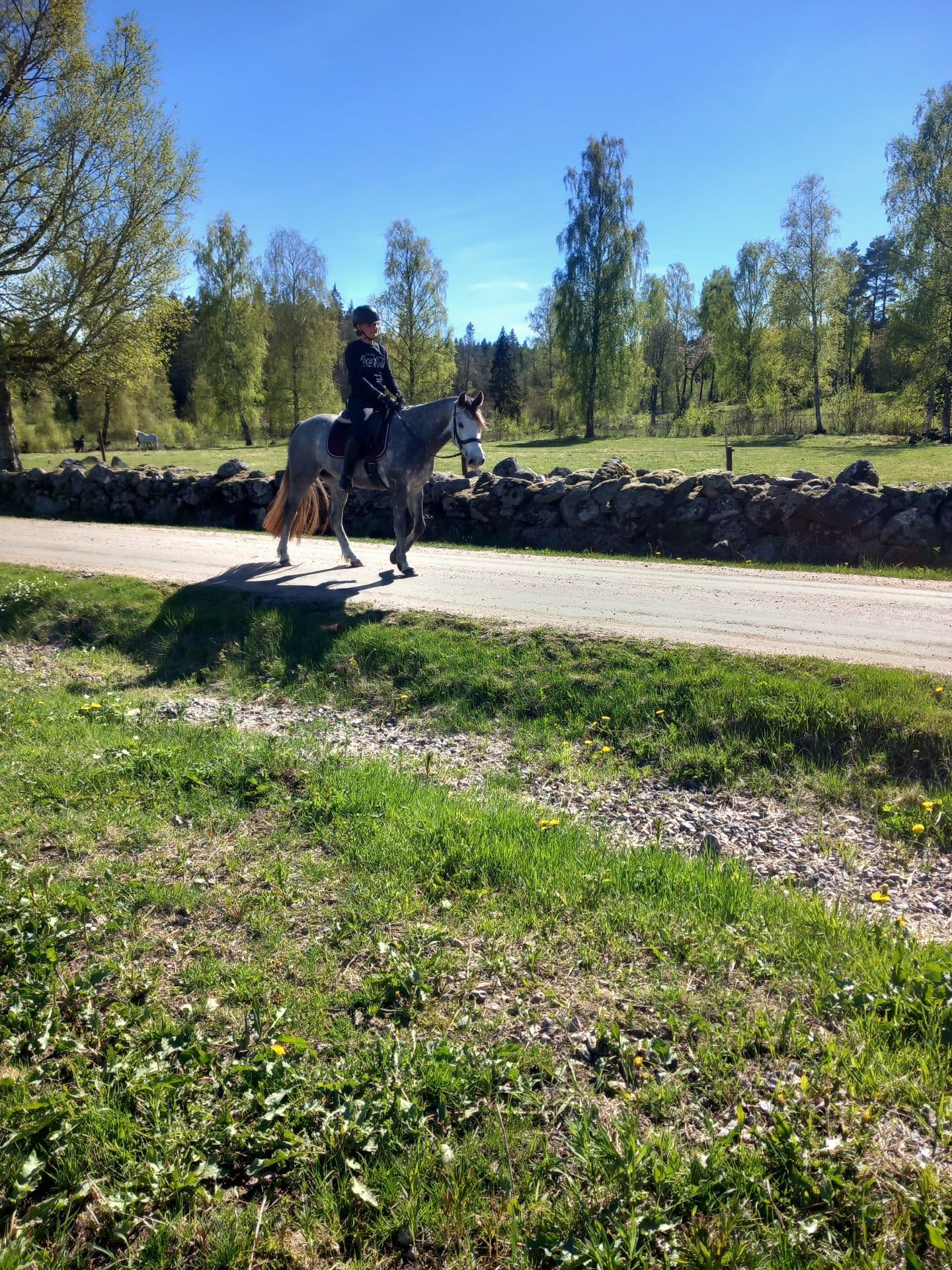 Svenskfödd çonnemarasto