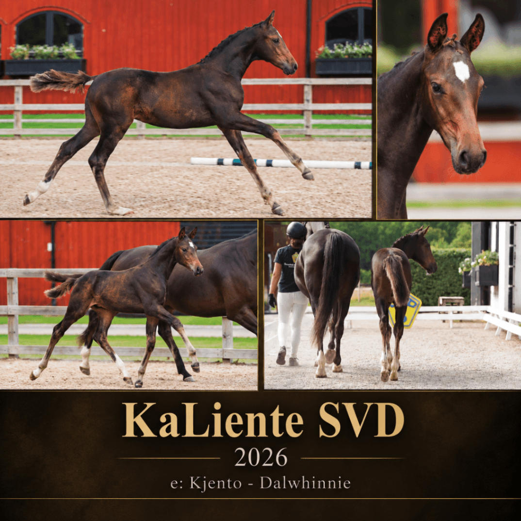 Lovande dressyr ämne!