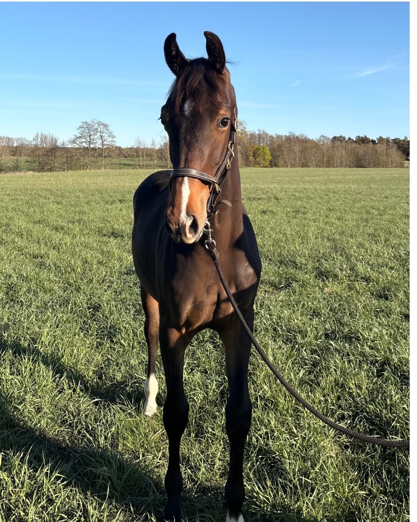 Ädelt sto med utstrålning 