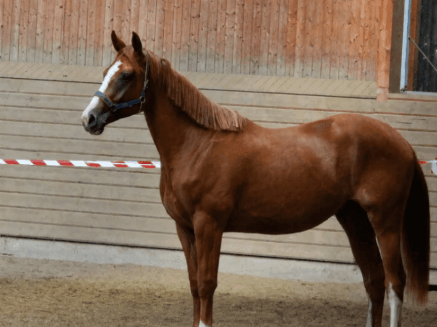 Bild 4