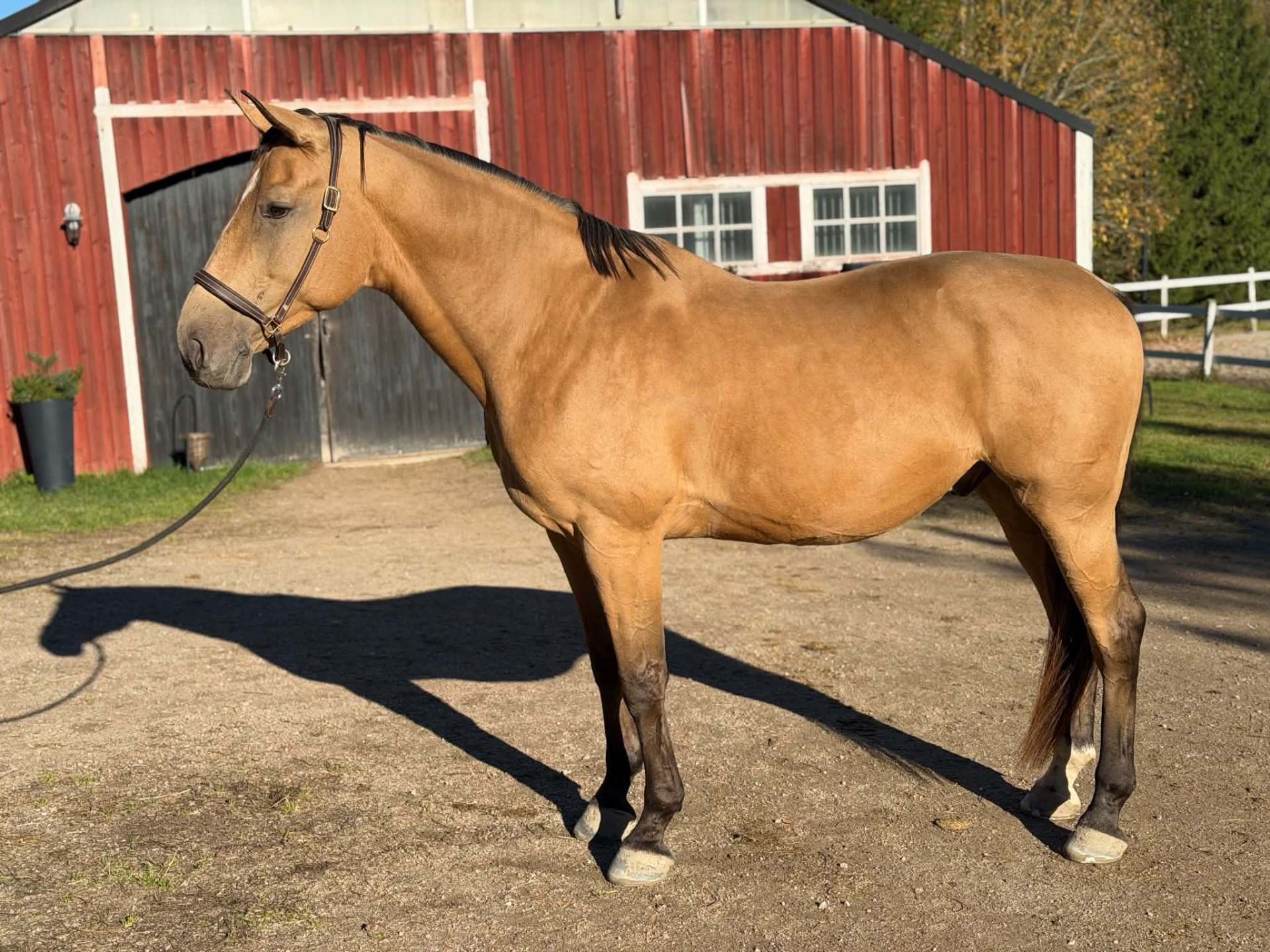 En vacker och känslig kille söker nytt hem