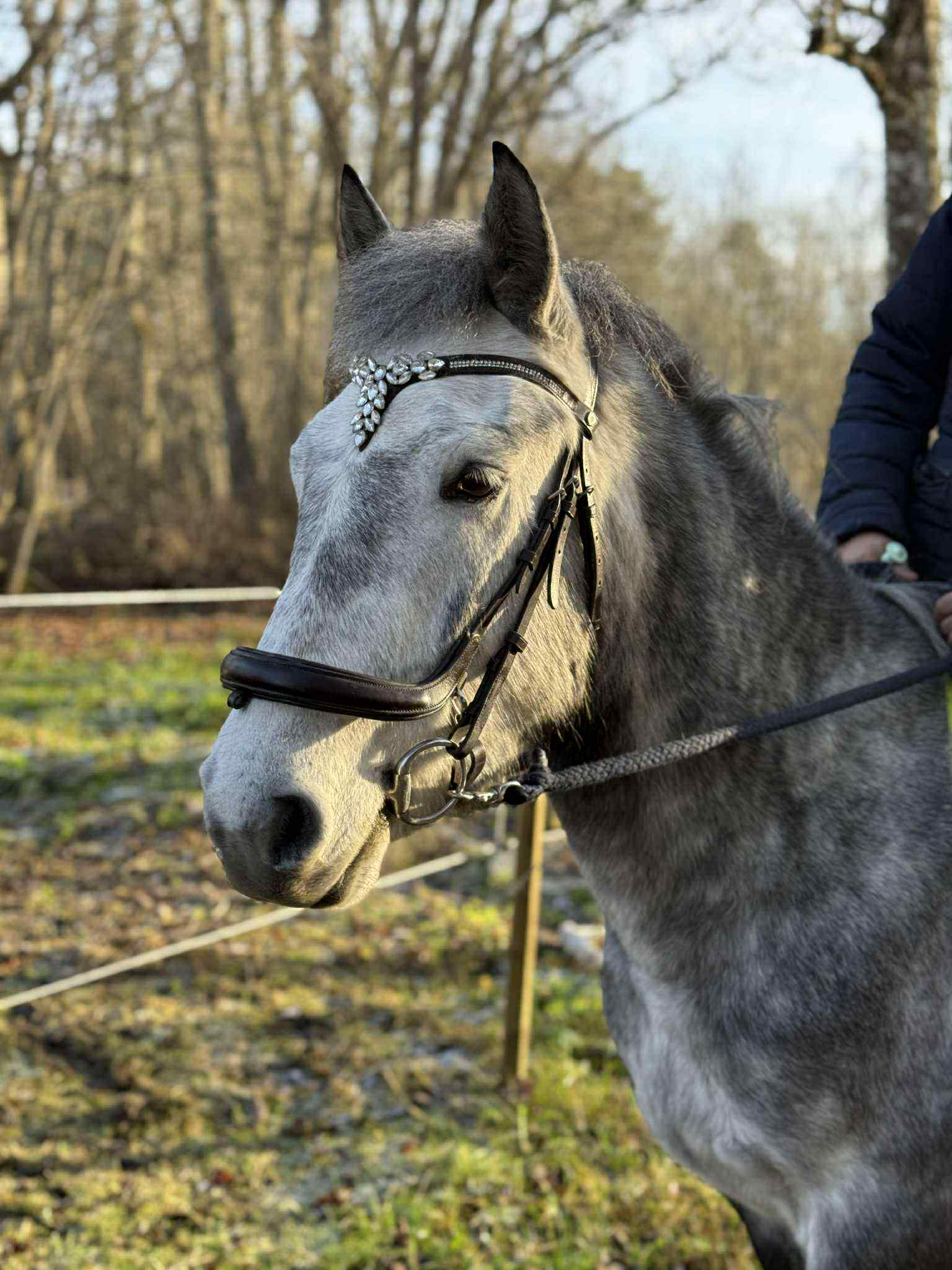 Connemara, supersocial, snäll, svenskfödd kille med fina gångarter