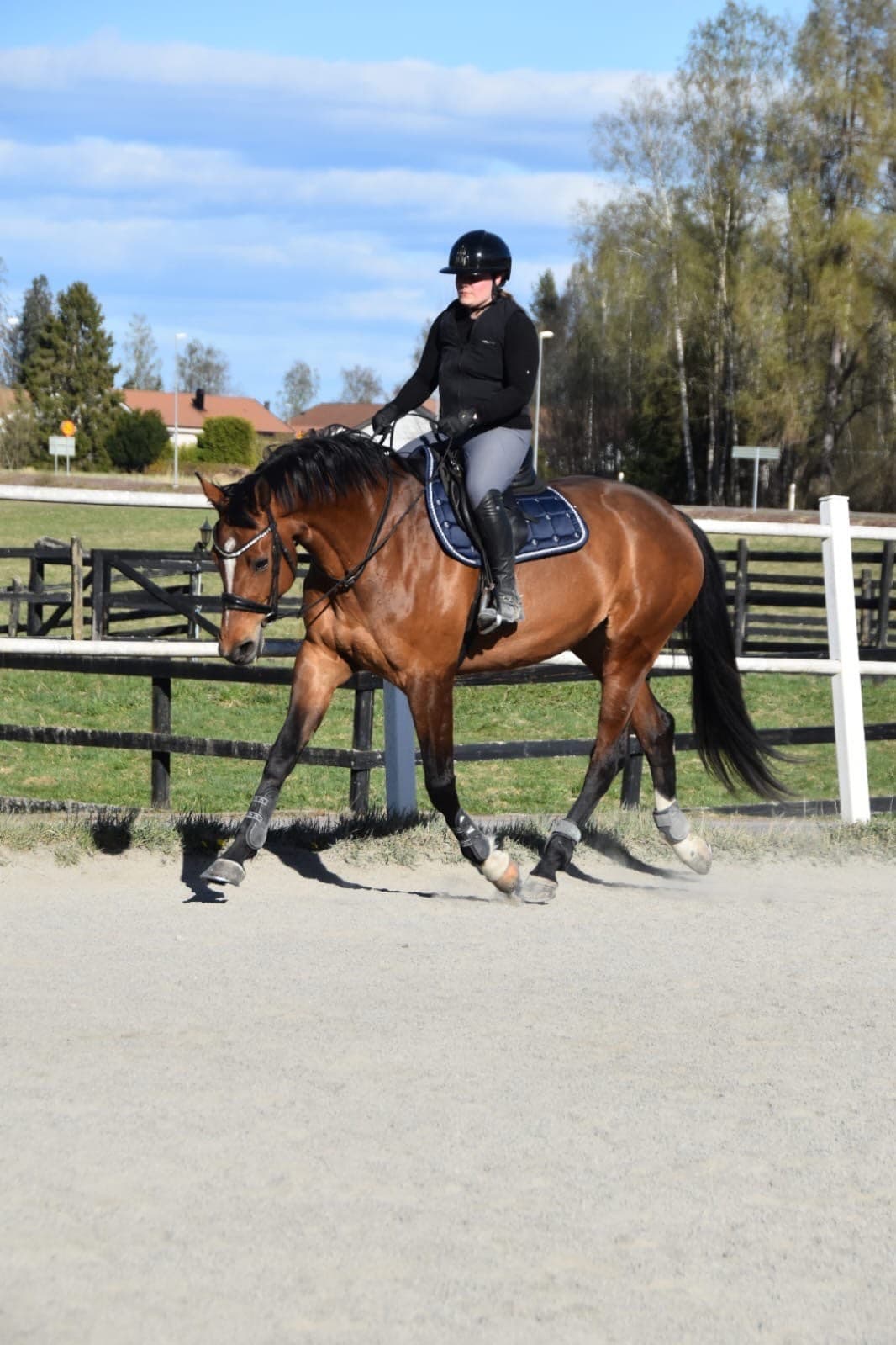   SÅLD -Selektionssto med fin dressyrstam
