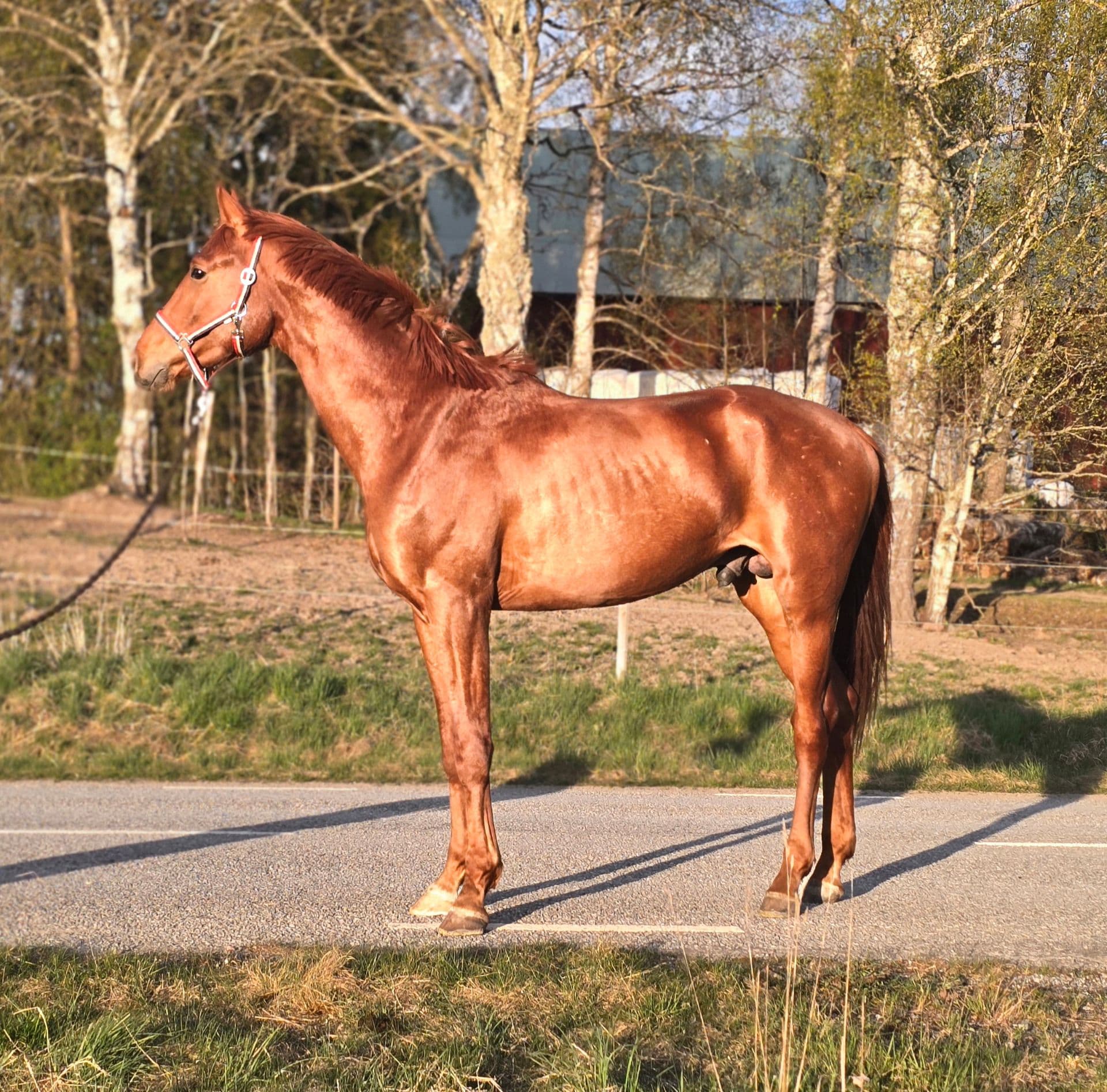 Vill du ha en Röd Ferrari?