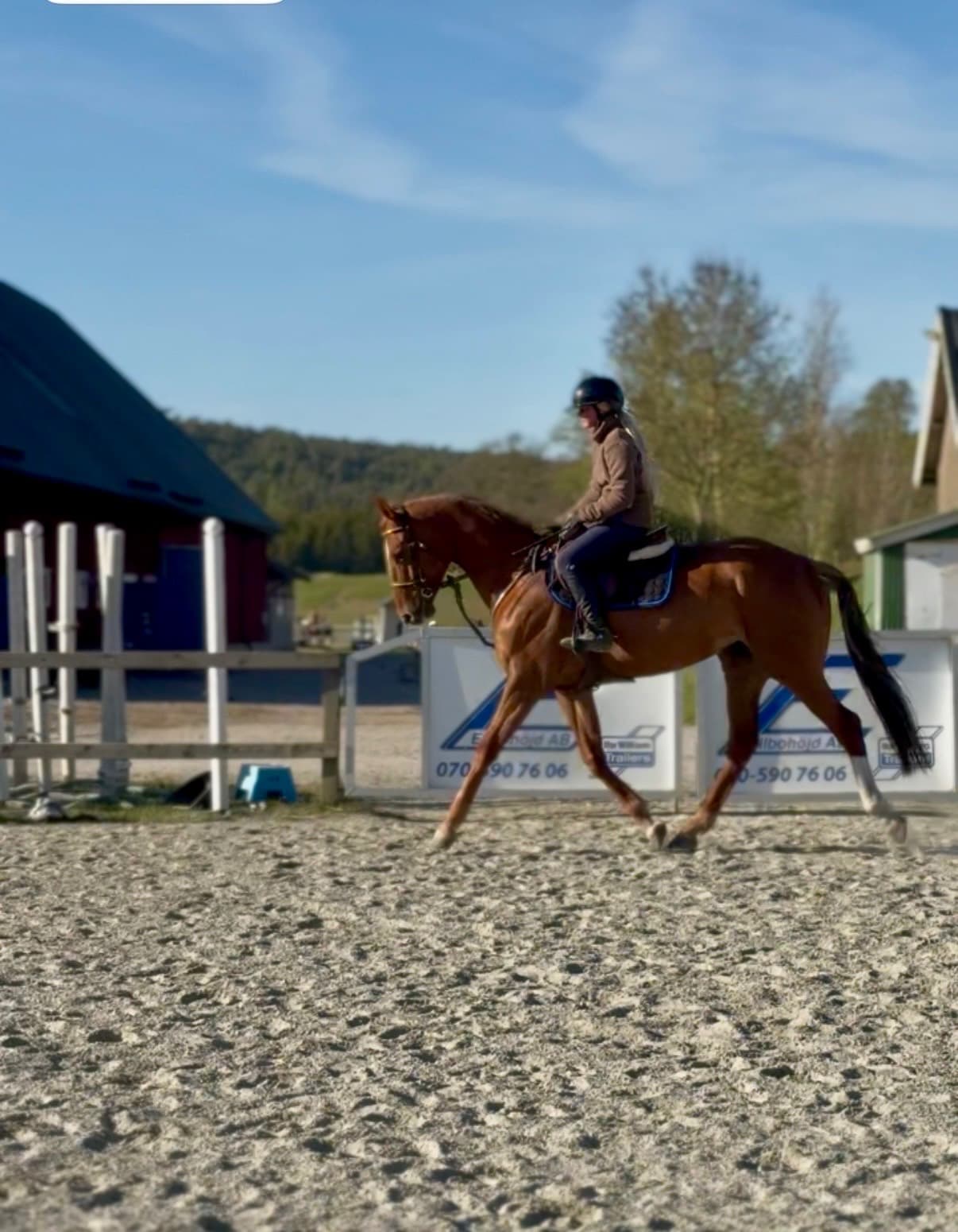 Trevlig allroundhäst/verksamhet