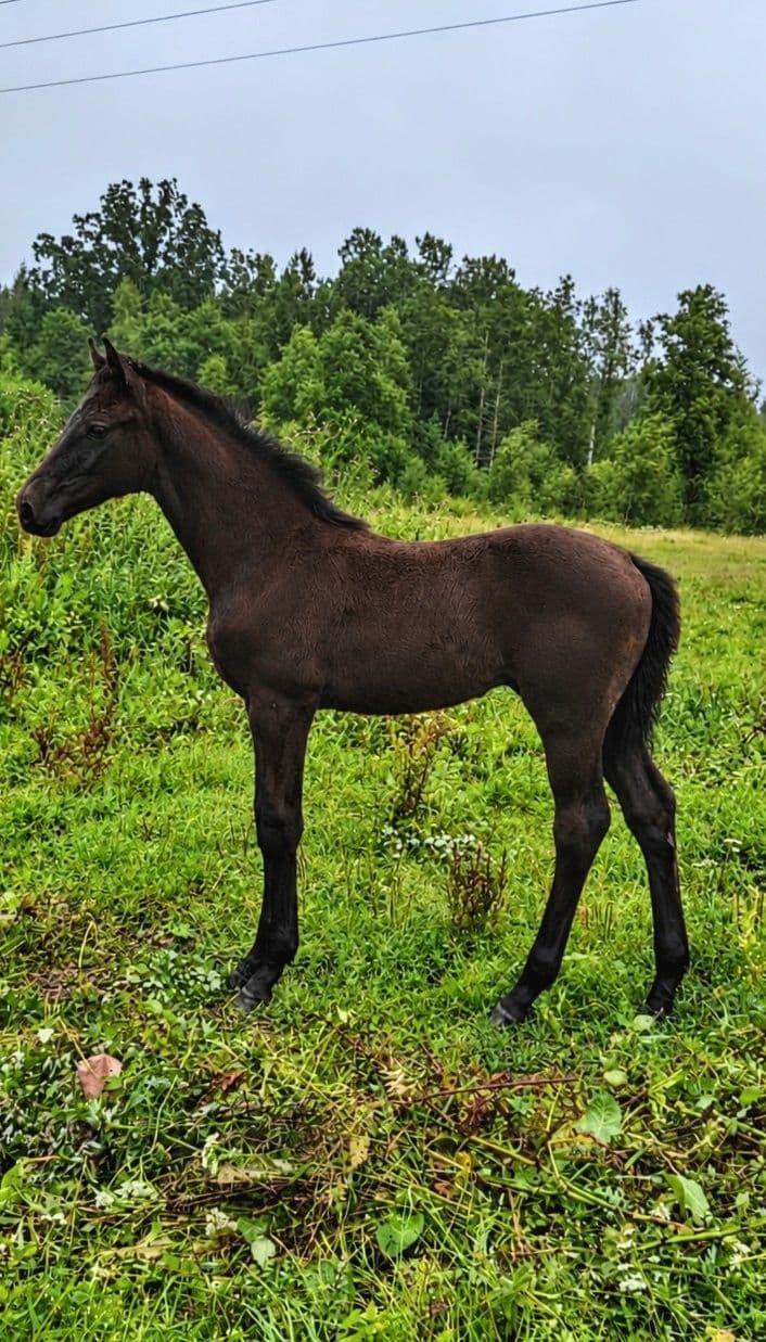 SUPERFINT FÖL! BLIVANDE HINGSTÄMNE? 🌟