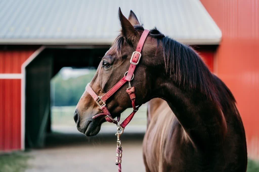 Lukket hest med grimm foran en rød lade, klar til at vise sig for købere.
