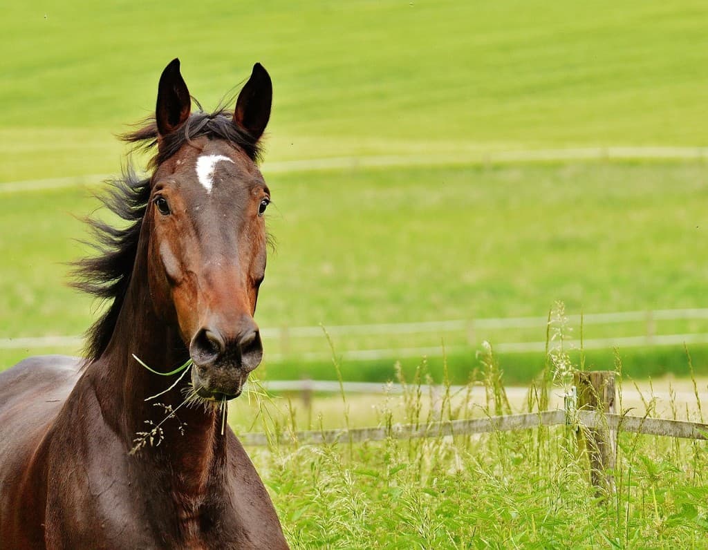 Cheval bai au pâturage d’été, le long d’une clôture en bois.