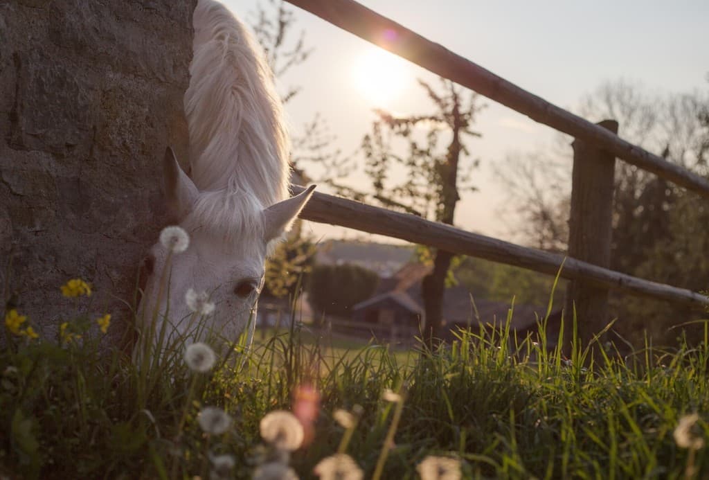 Un cheval blanc broute près d'un arbre au soleil du soir, des pissenlits dans l'herbe.