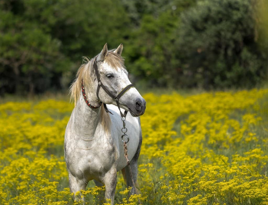 Vit häst står i blommande sommaräng