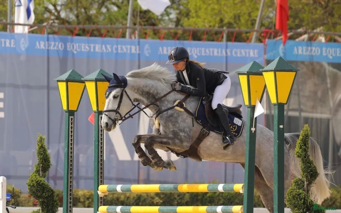 Vänlig tävlingshäst