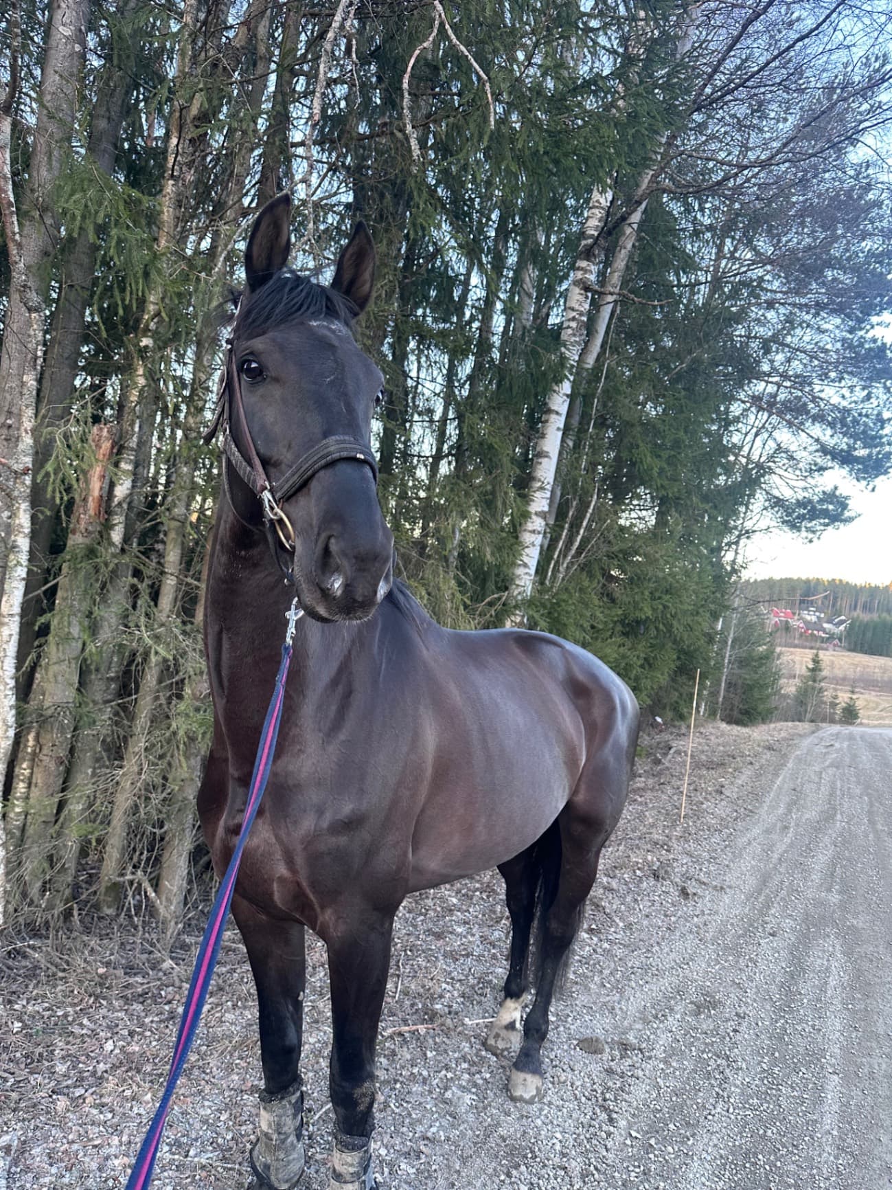 Vakker allround/dressur og mor/datterhest