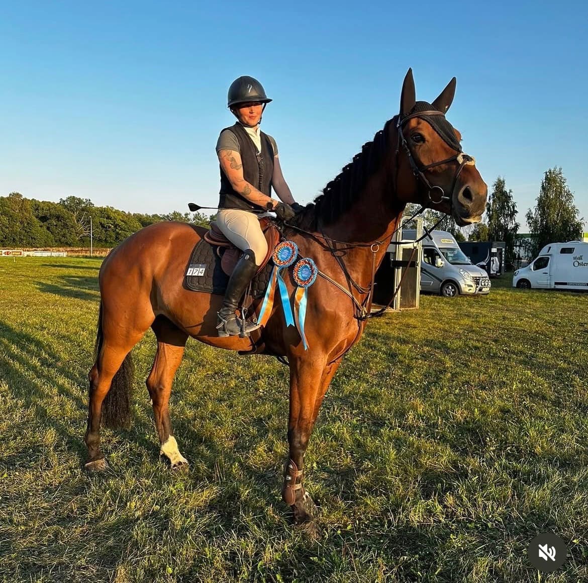 Stor stilig valack till valfri disciplin!