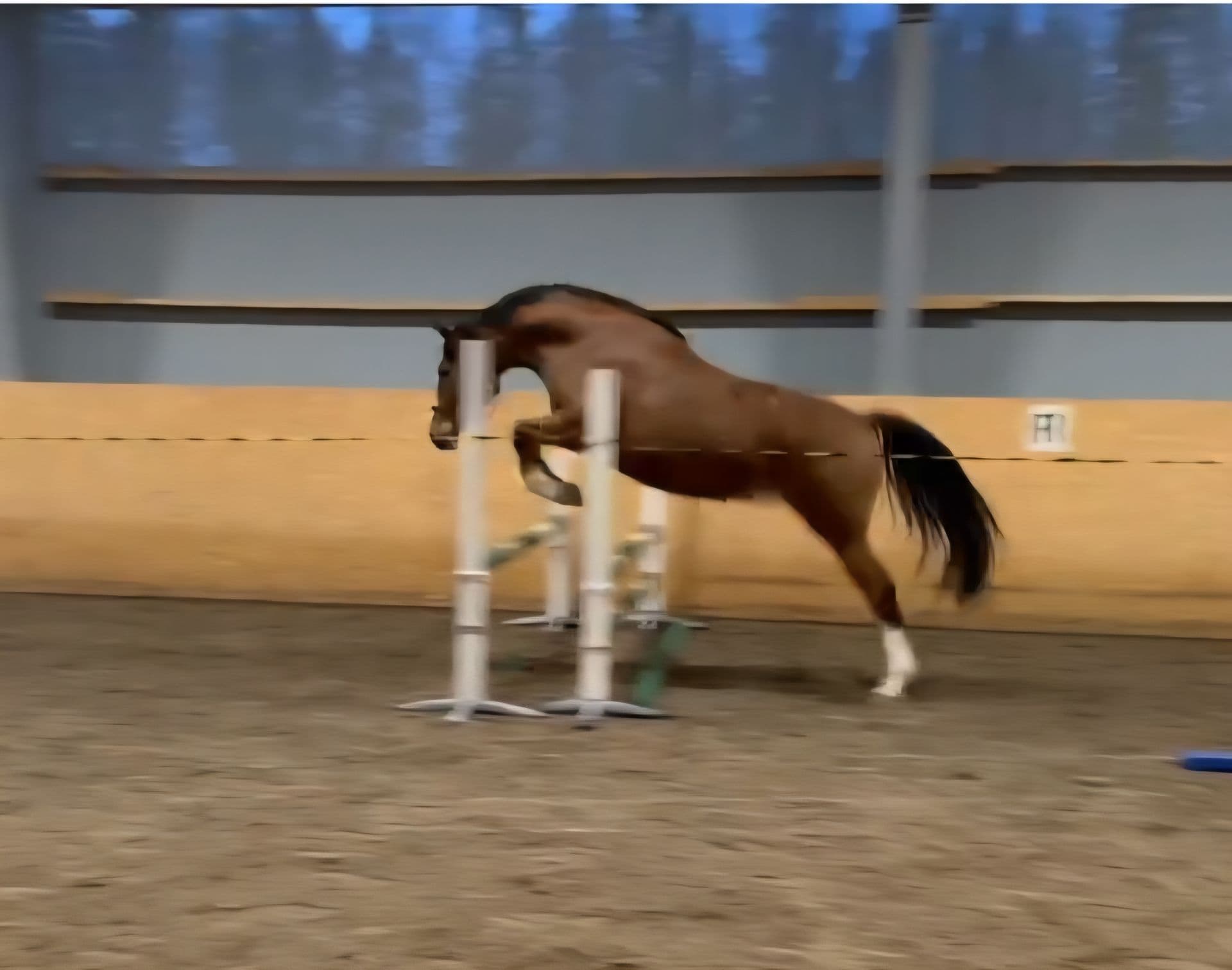 Hoppstammad 3 åring