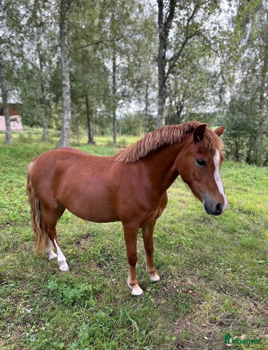 Lovande Welsh mountain sto