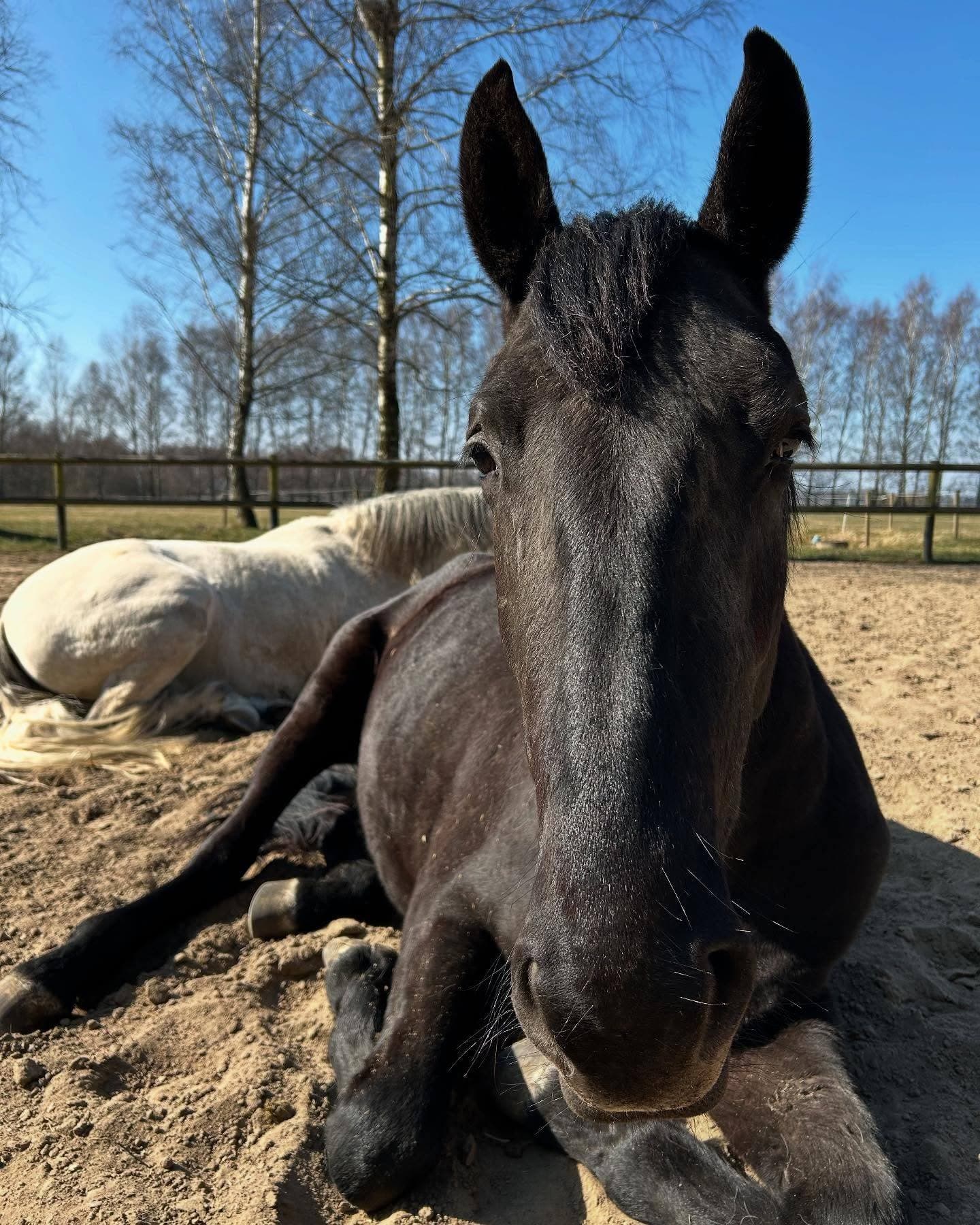 Diplomerad holistisk hästterapeut (Skandinavisk hästterapiutbildning), hästmassör (Axelsons Animal Massage School) och Svensk Ridlärare Level II.