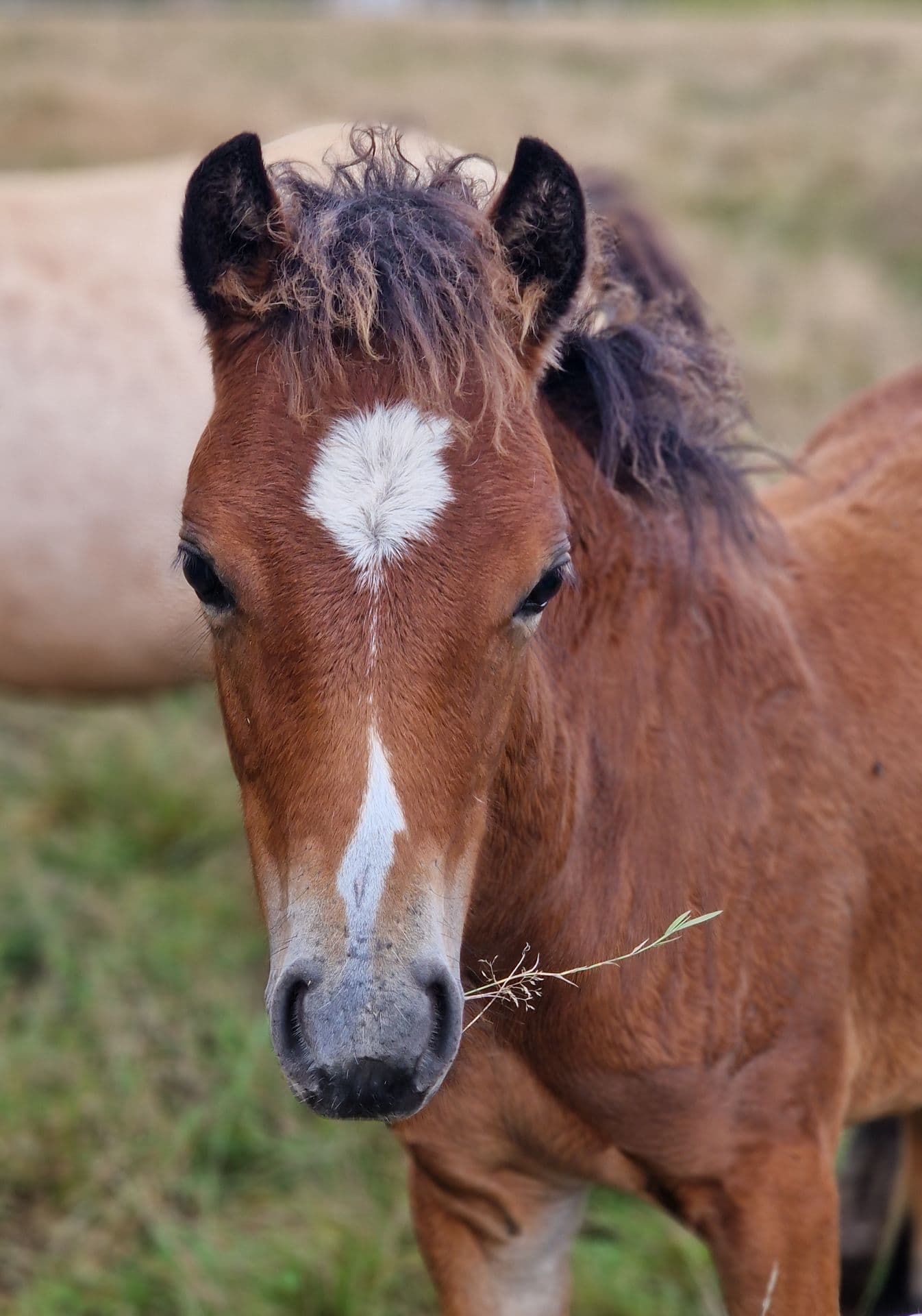 Sockersött welshsto