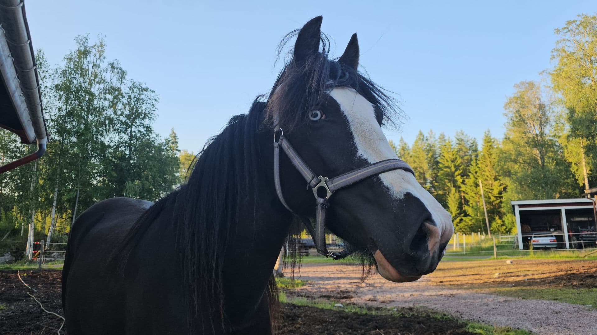 Hästen med stort H!!!