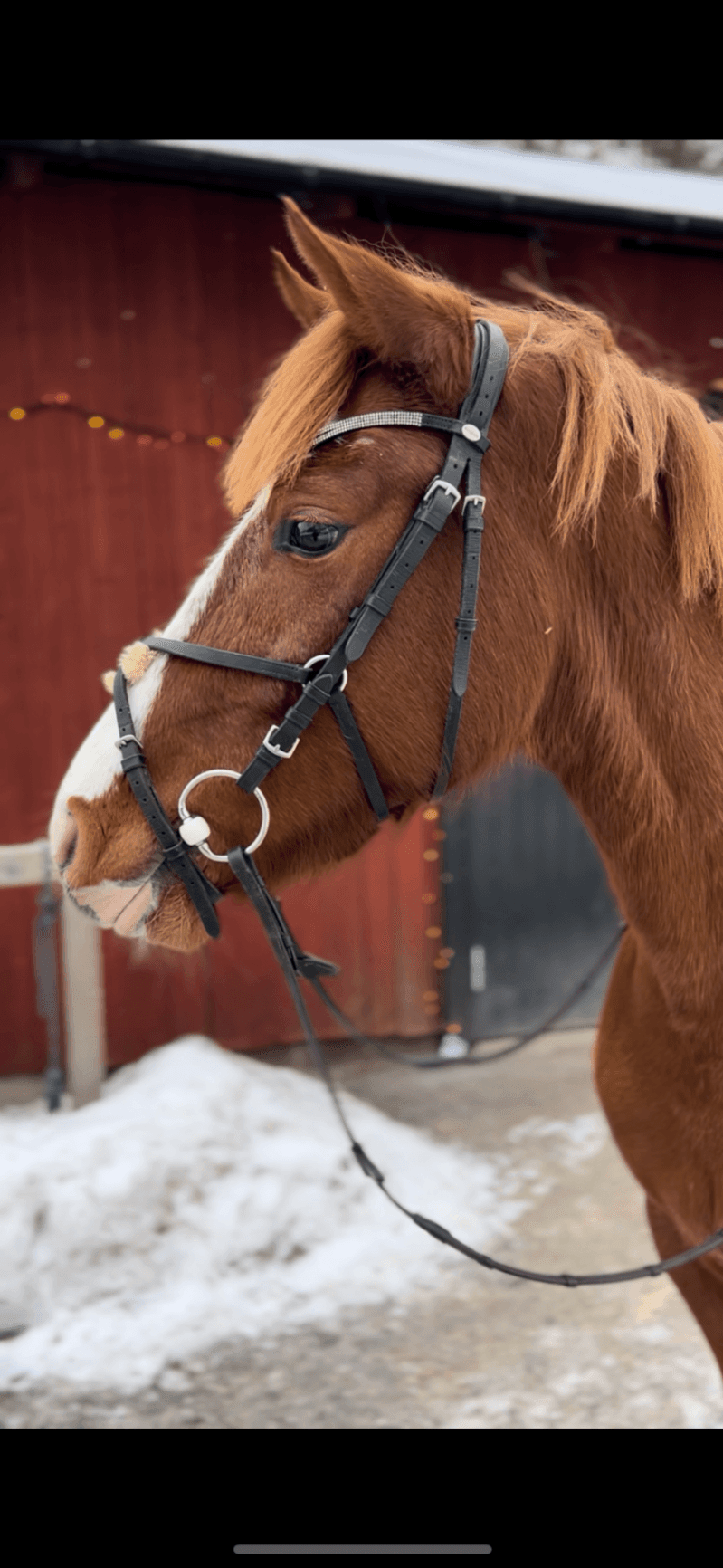 Kvalitetsponny för framtiden