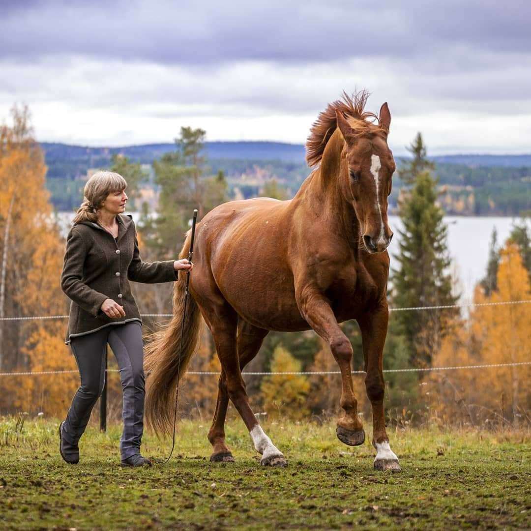 Osteopati/TCM/Kommunikation/frihetsdressyr för en hållbar häst
