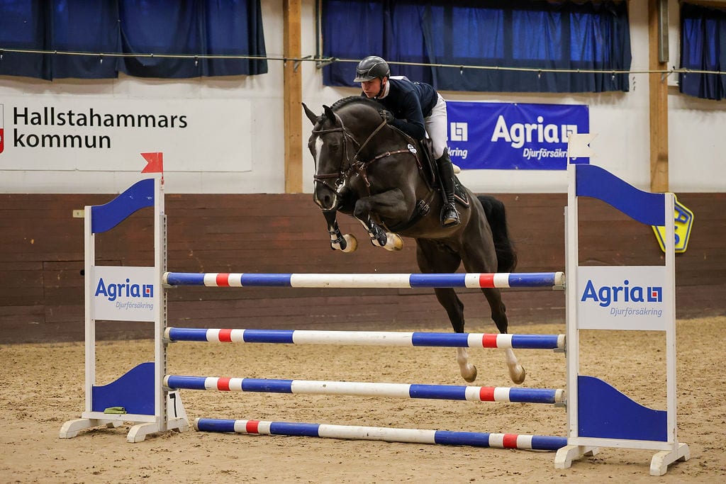Dominant BTB – Dominator 2000 Z × Baloubet du Rouet