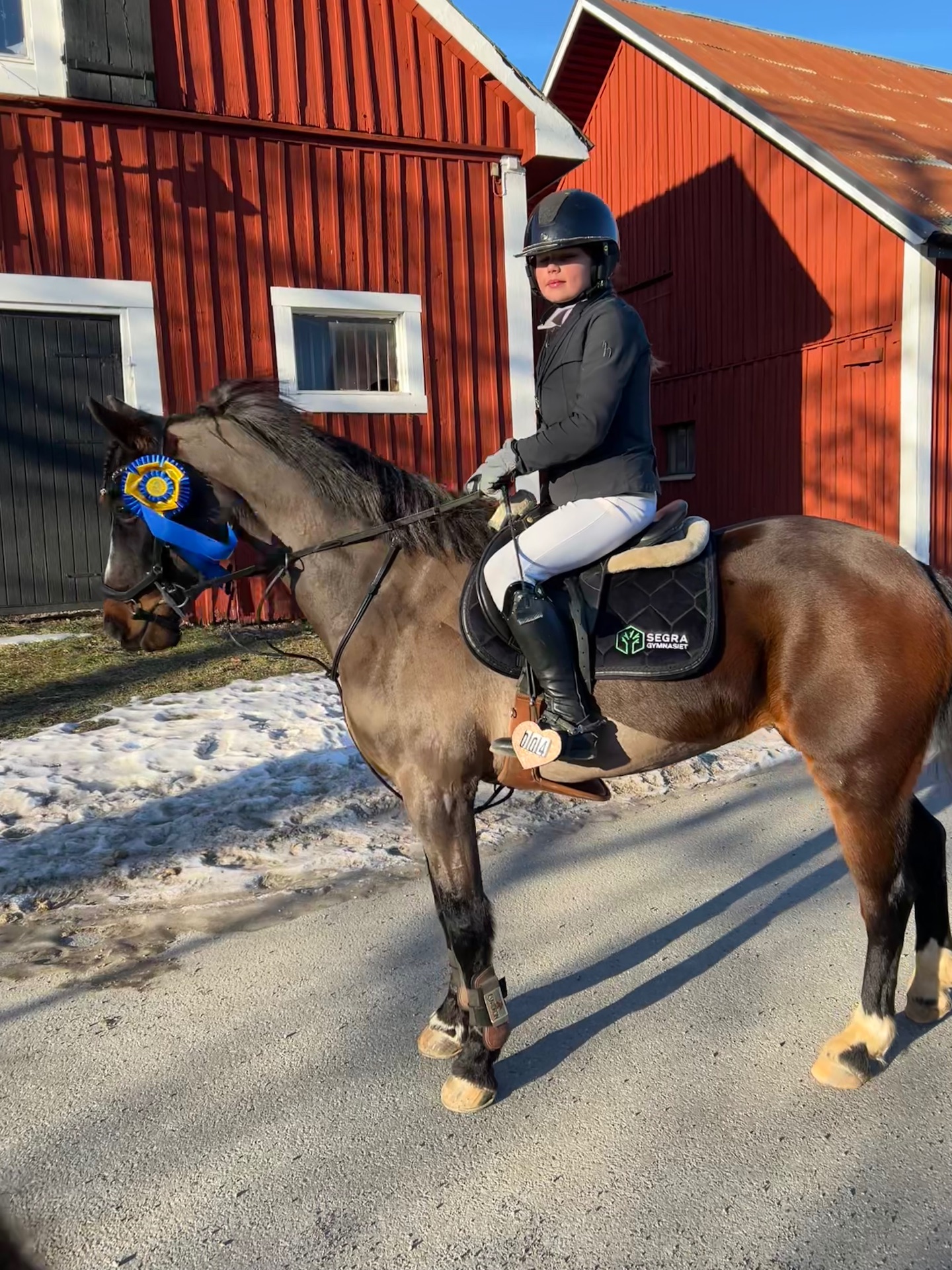 Nybesiktigad Svenskfödd D-ponny, 11 år