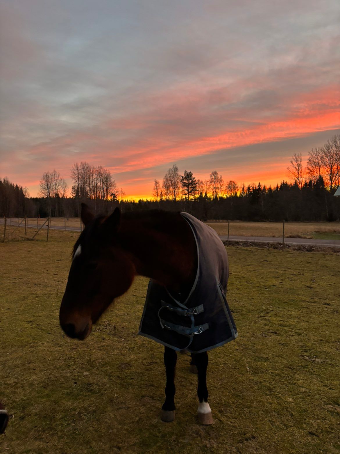 21-årigt varmblodssto söker nytt hem som sällskap