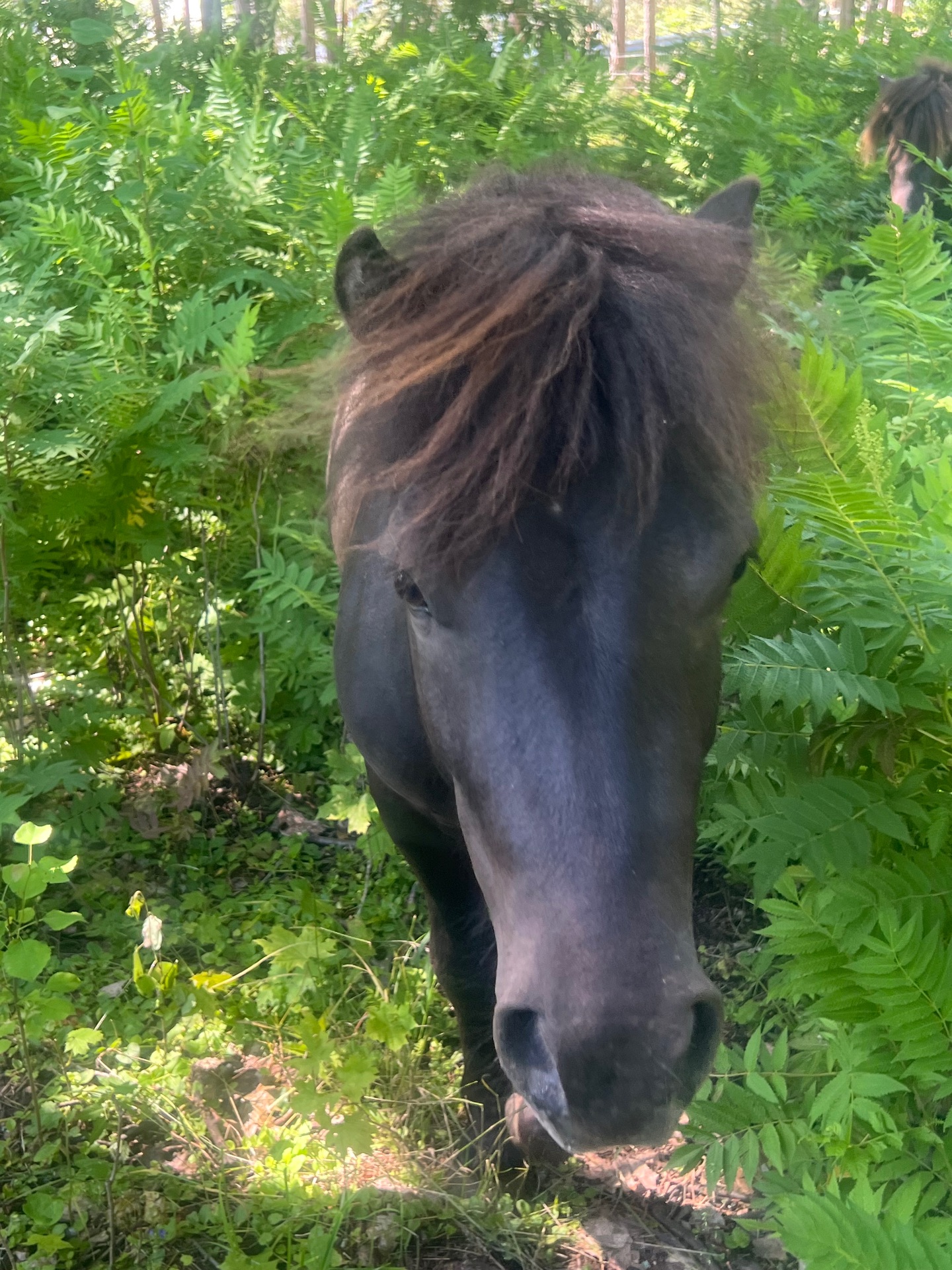 2års hingst